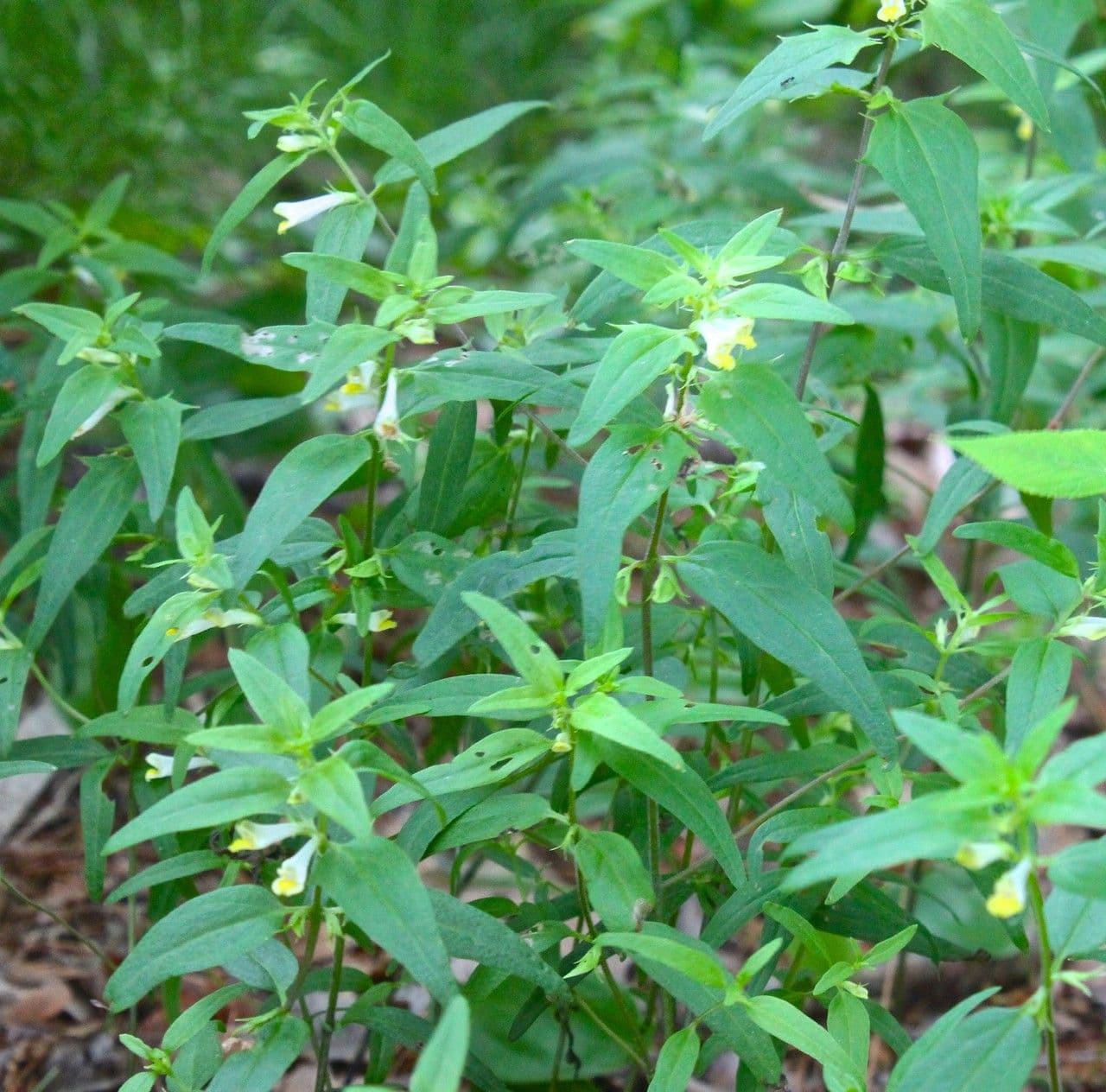 Melampyrum lineare 8