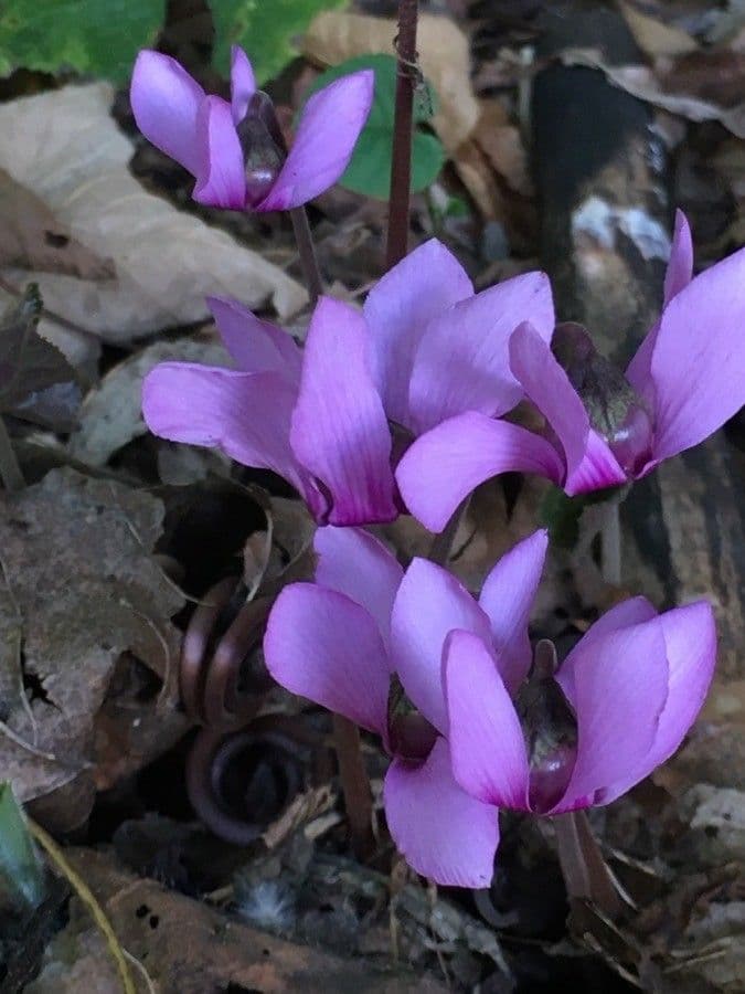 Cyclamen 4