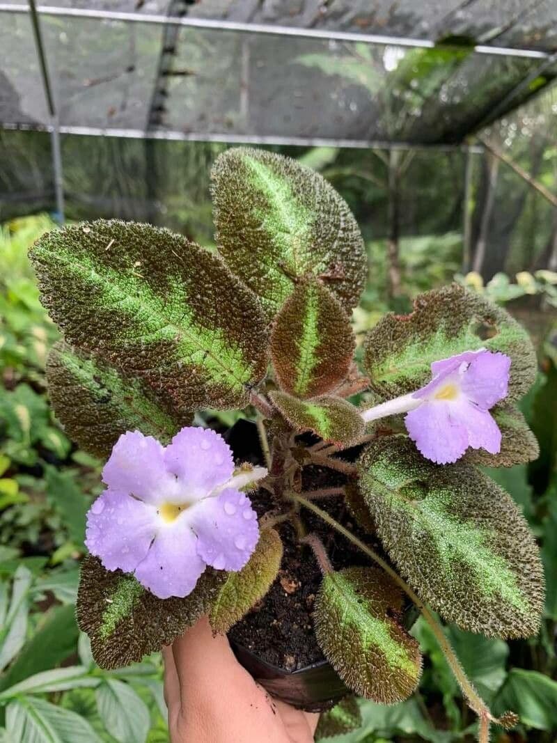 Episcia 13