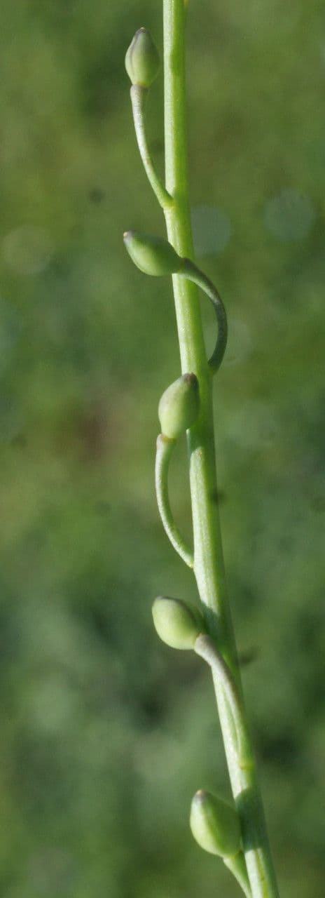 Calepina irregular 4