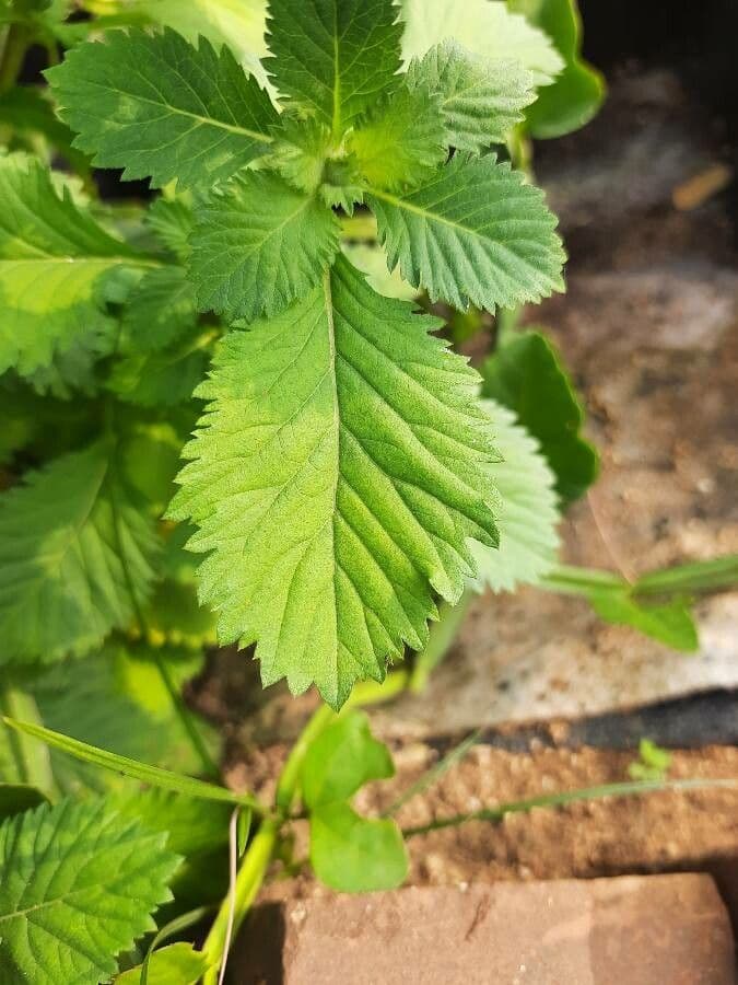 Centratherum punctatum 13
