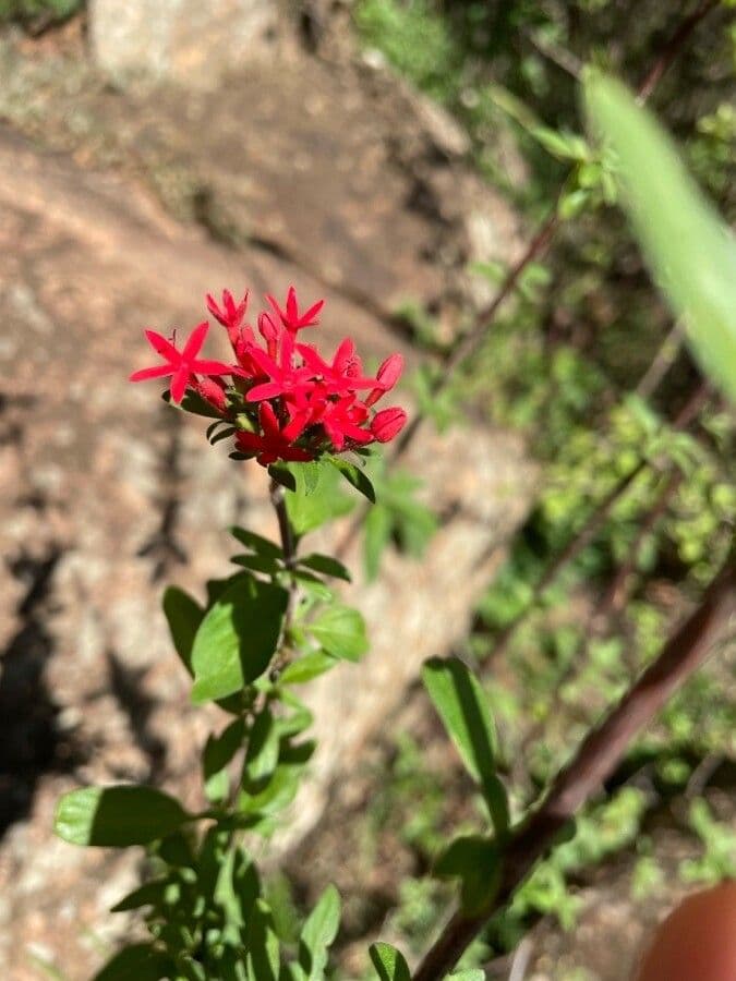 Rhodopentas 5