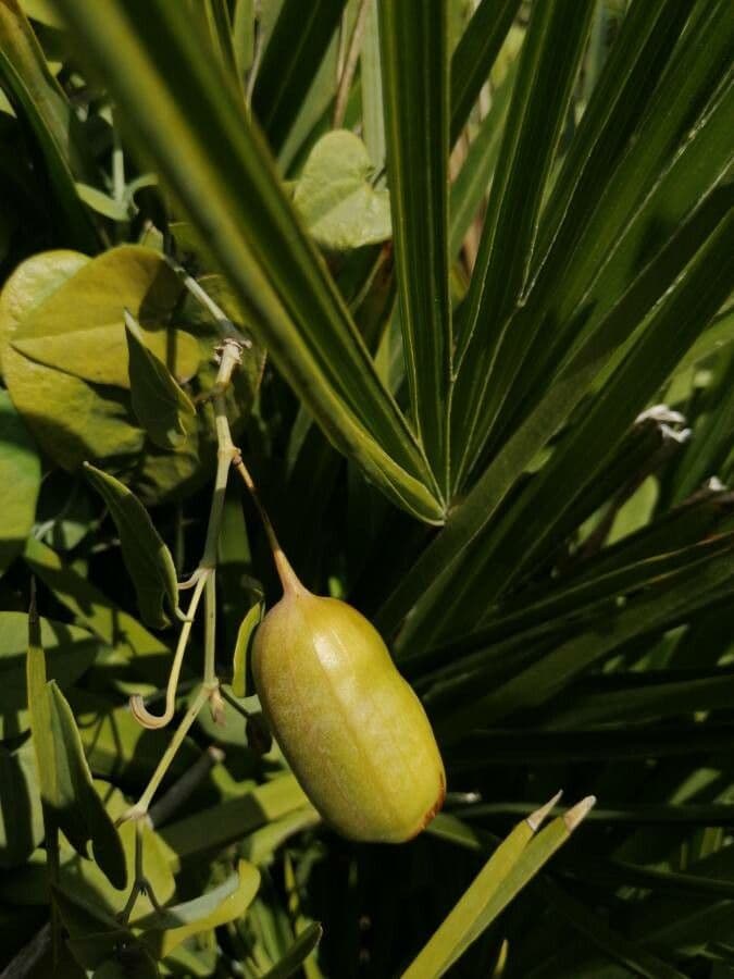 Spanische Osterluzei 4