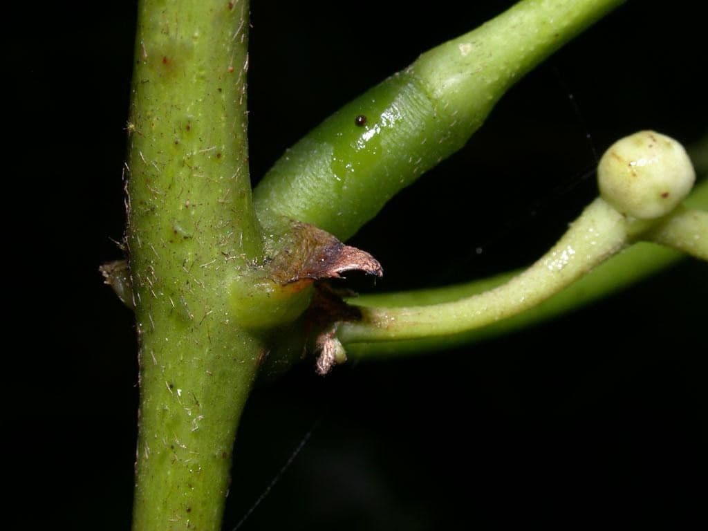 Cochliasanthus 18