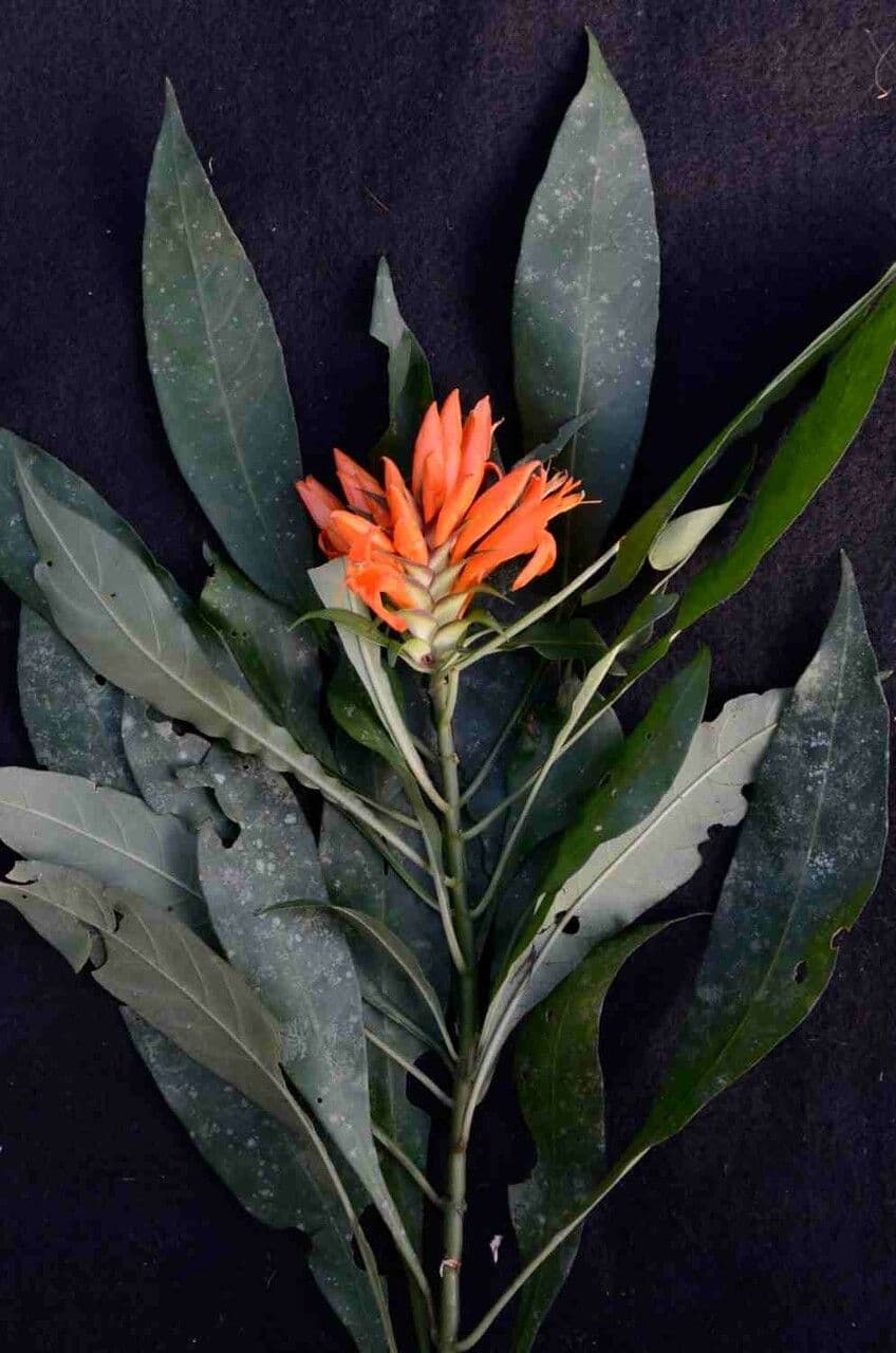 Aphelandra 2