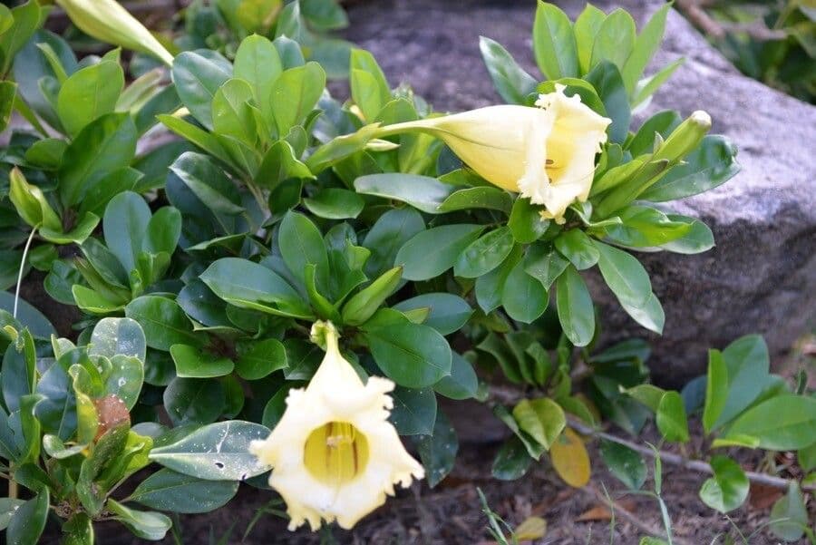 Solandra grandiflora 2