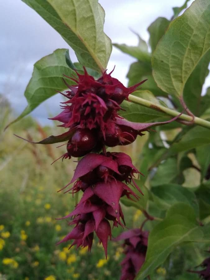 Leycesteria 4