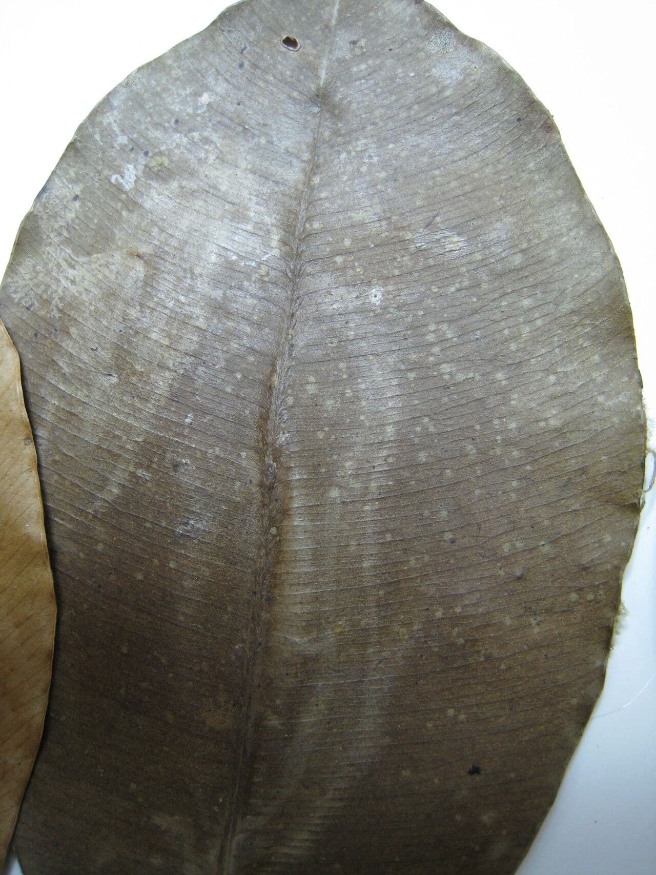 Micropholis 2