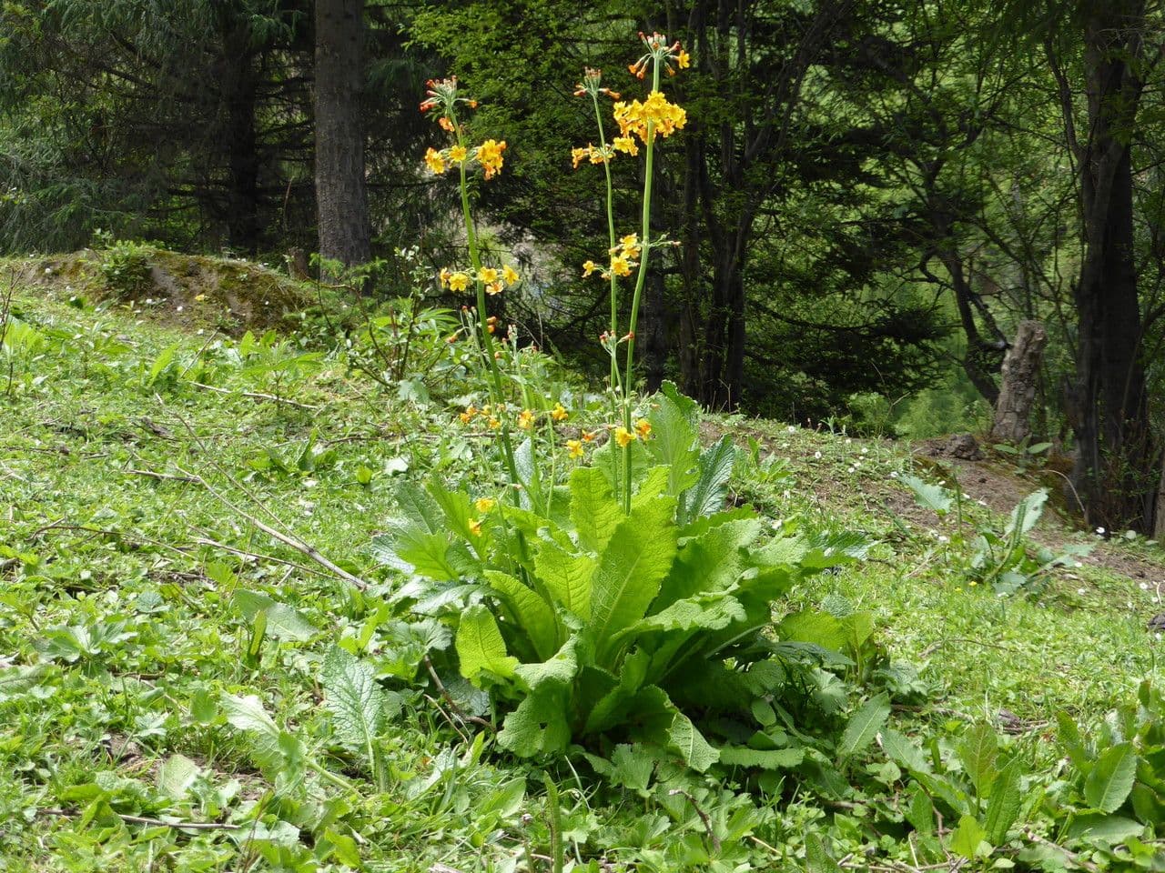 Primula