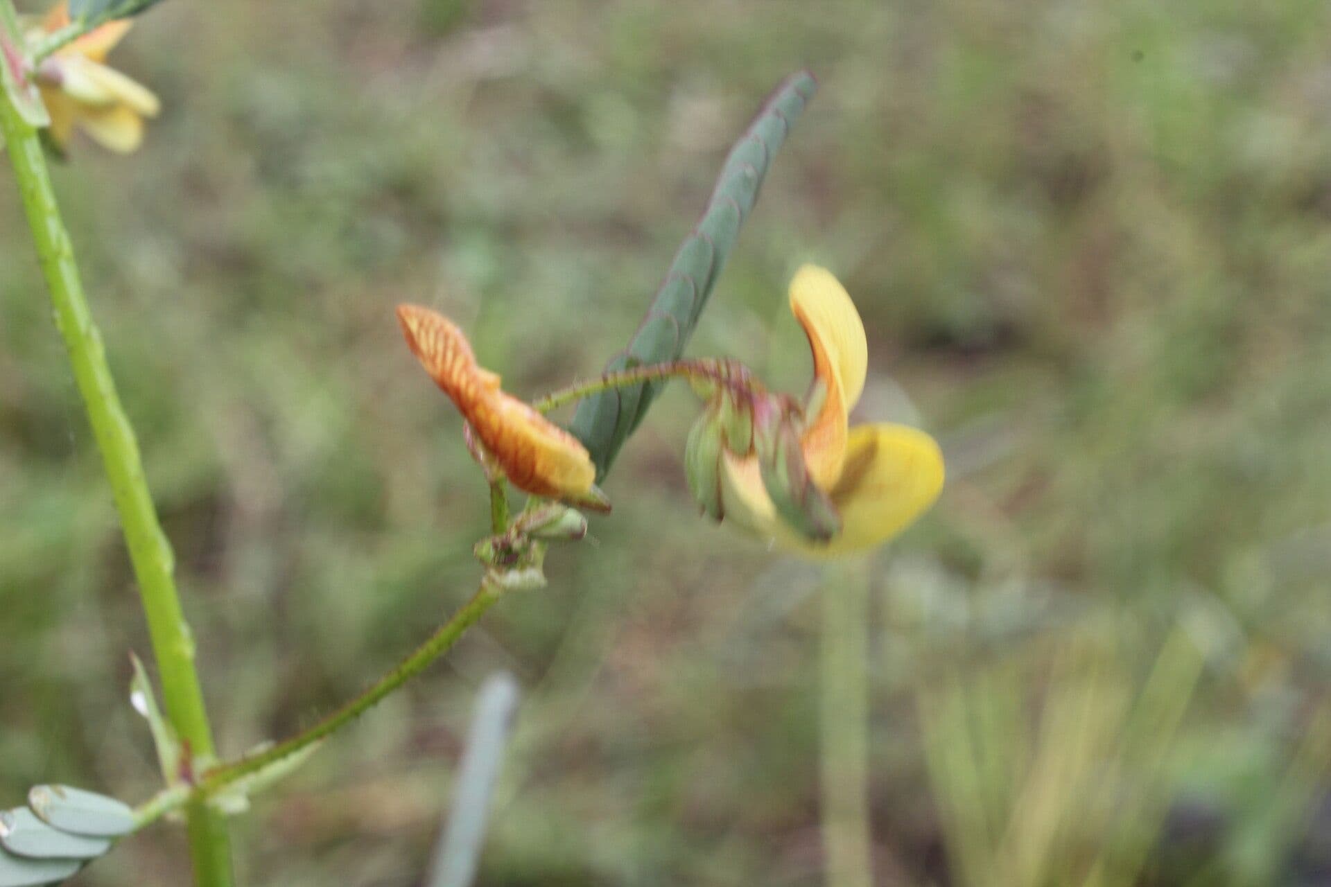 Aeschynomene ruvida 8