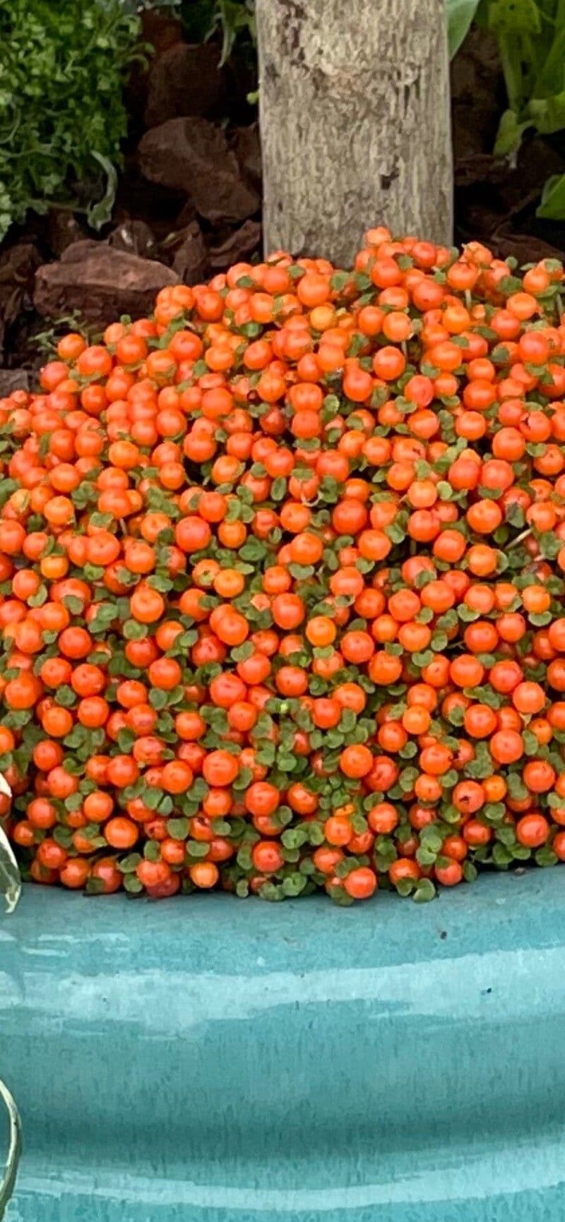Nertera granadensis 5