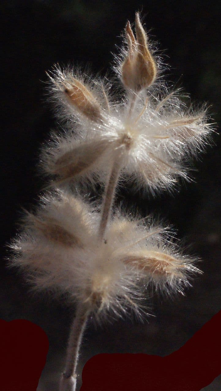 Mechera 3