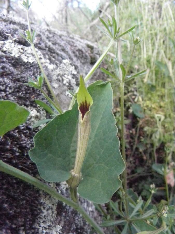 Rostlina 10