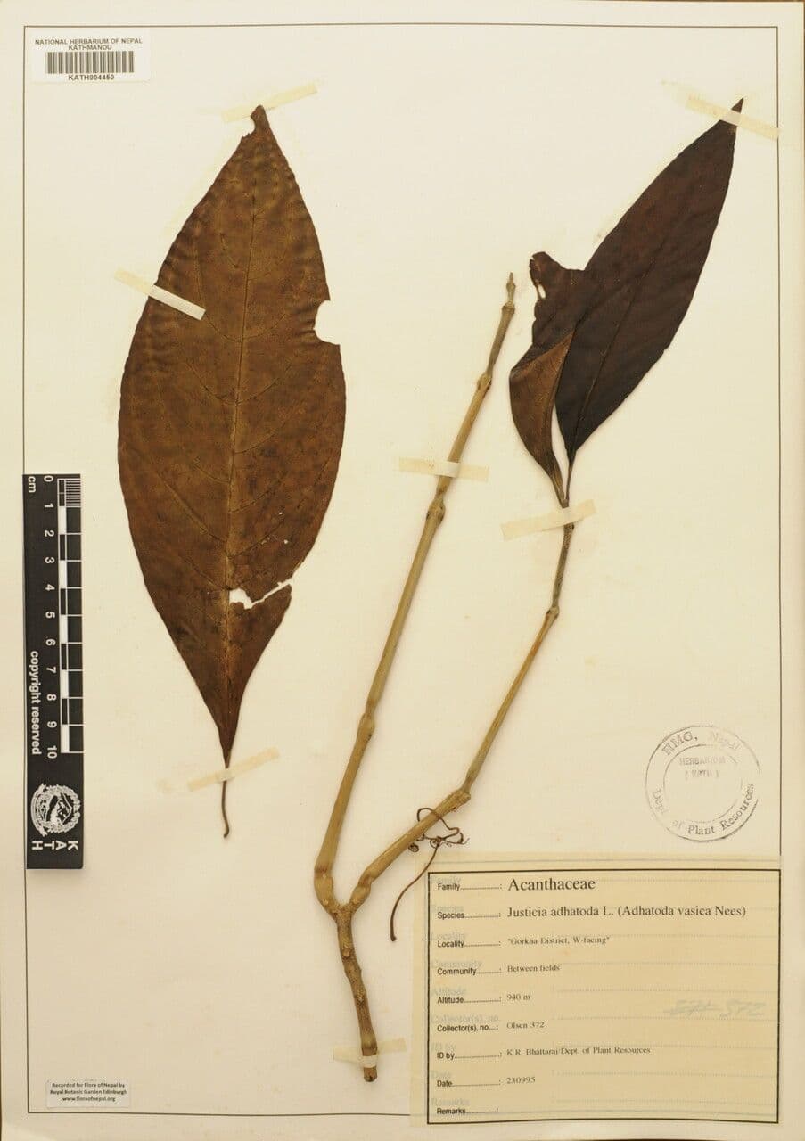 Noce di Malabar 22