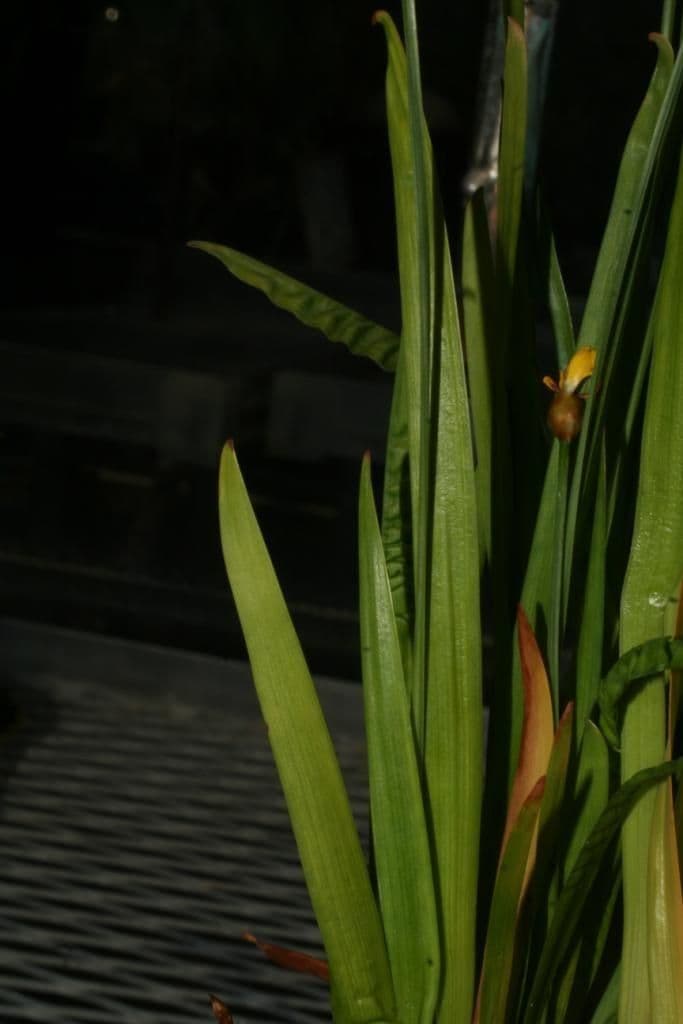 Xyris tennesseensis 19