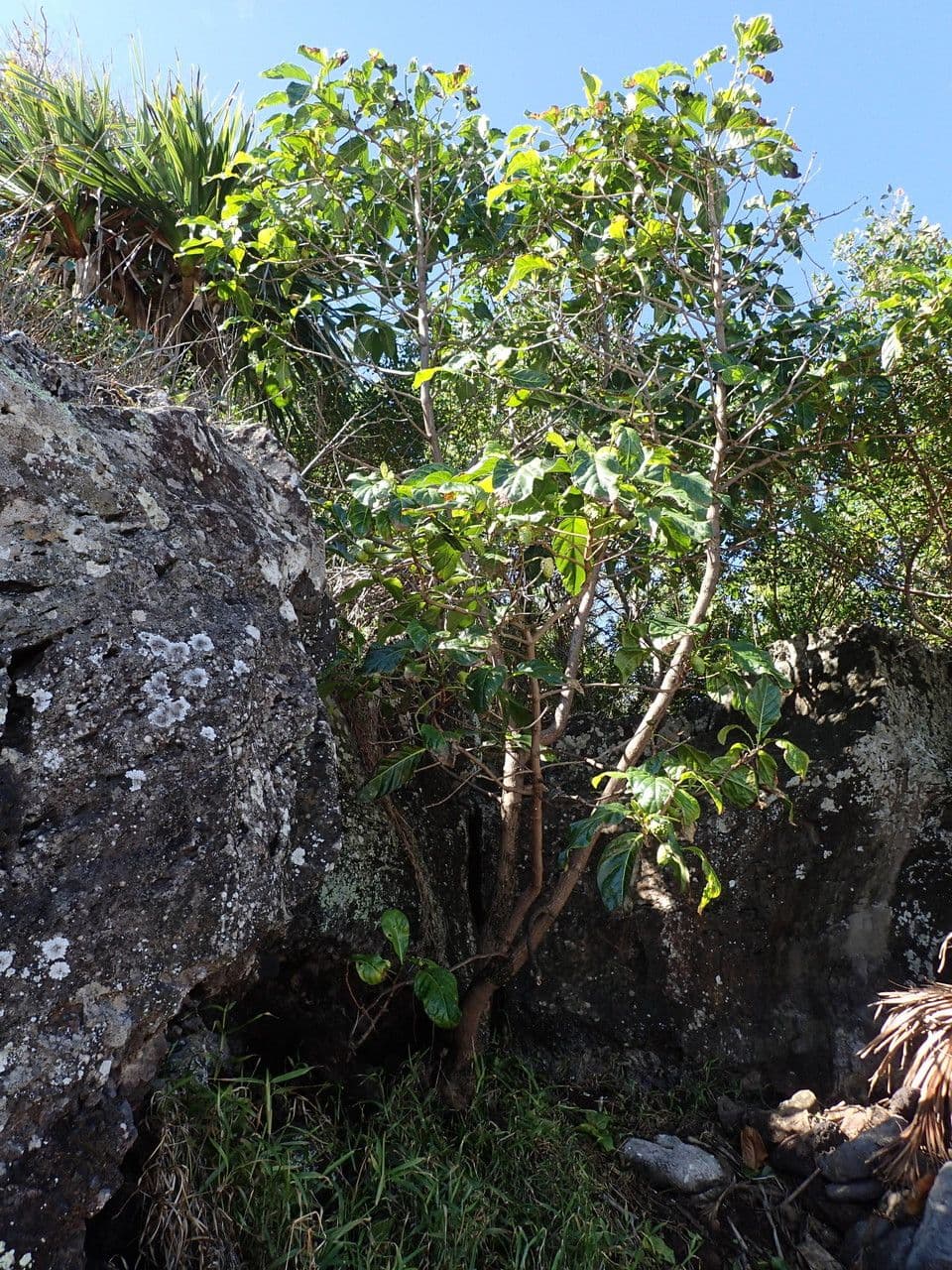 Indische Maulbeere 11