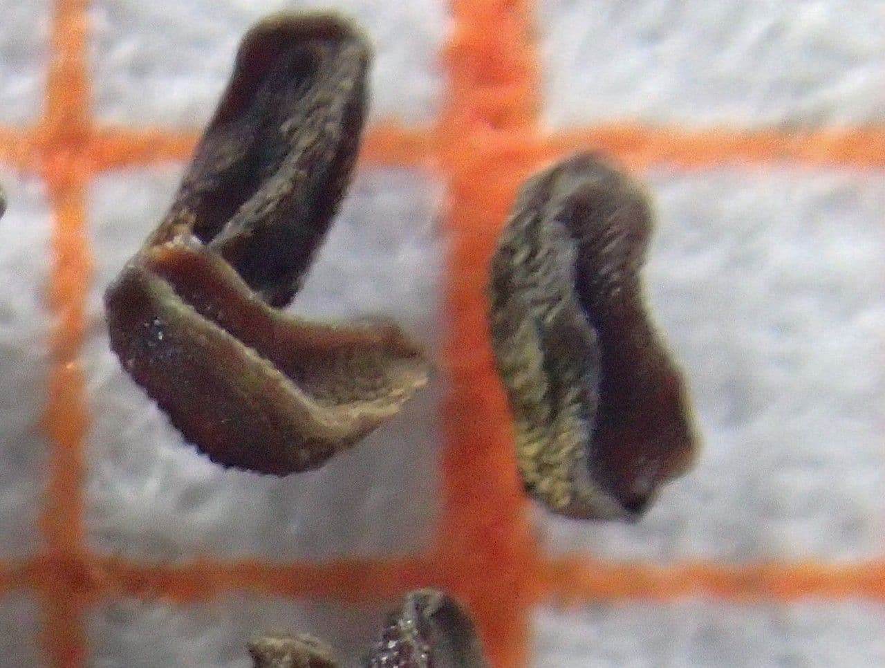 Saxifrage paniculée 27