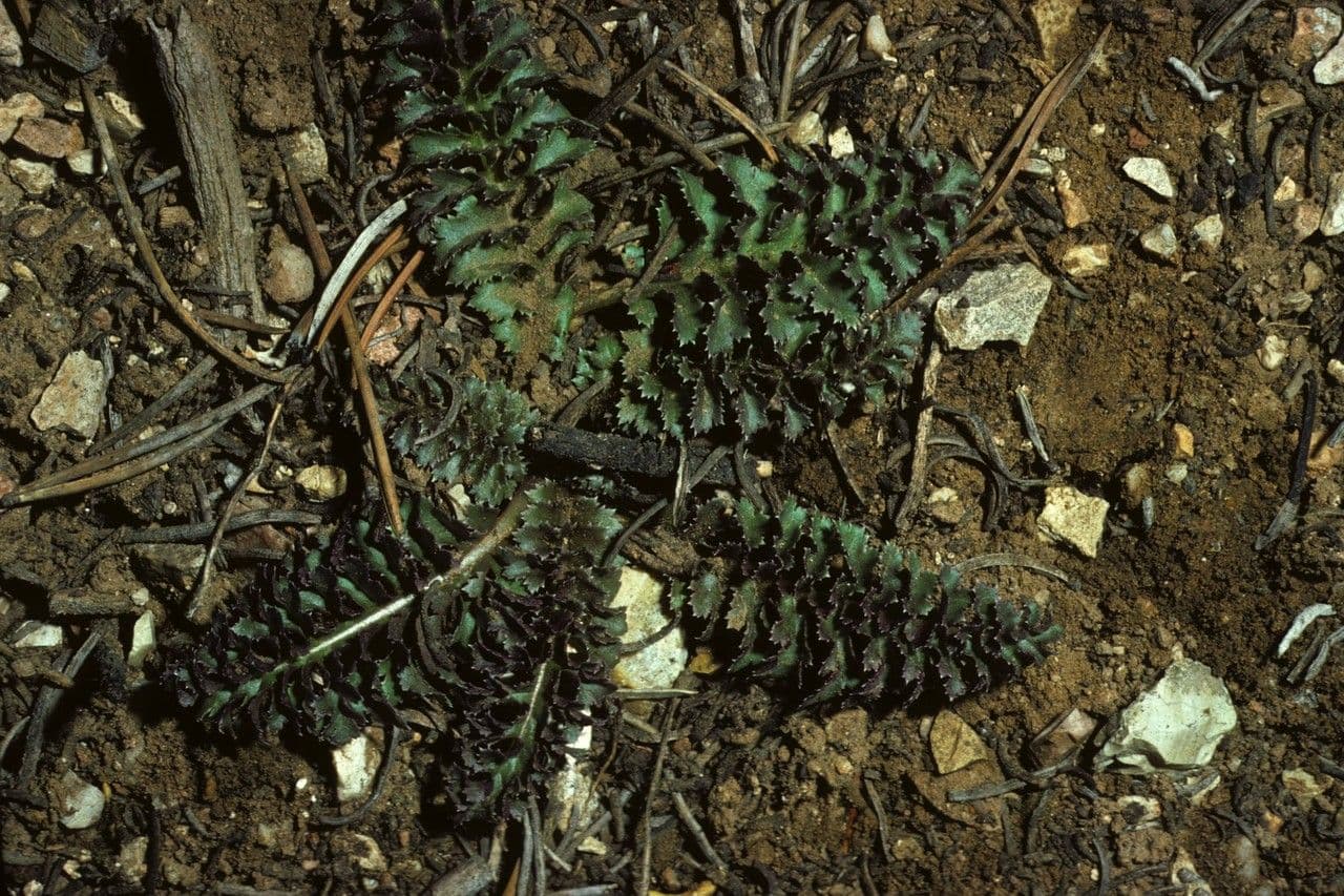 Pedicolare nana 6