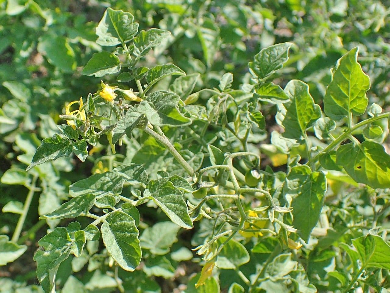 Pomodoro ribes 12