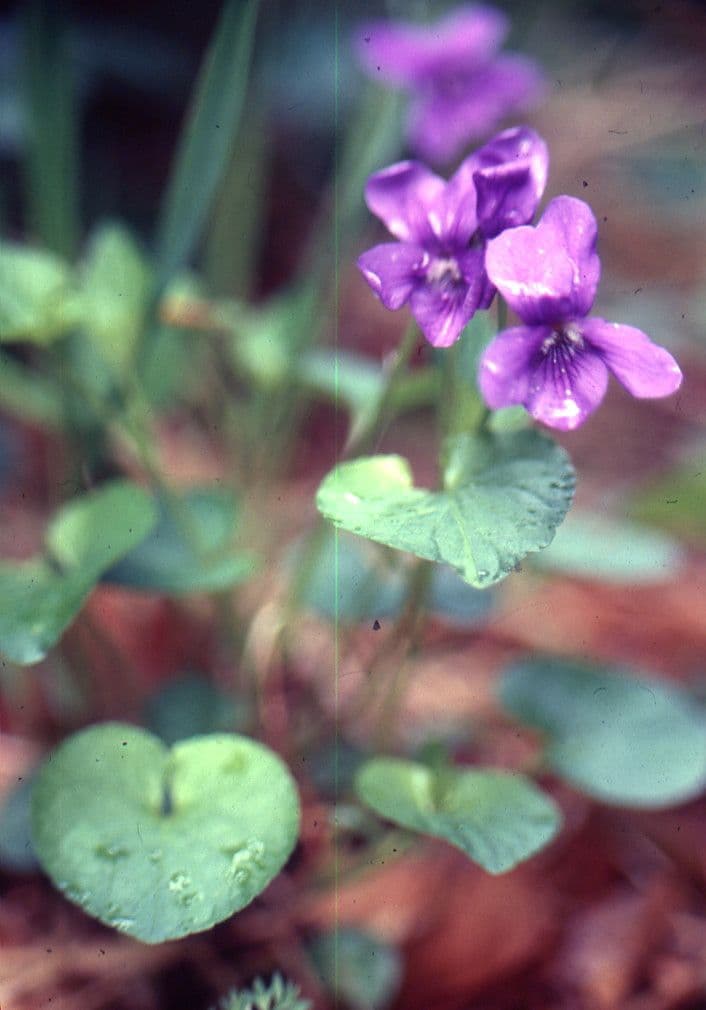 Bedding pansy 13