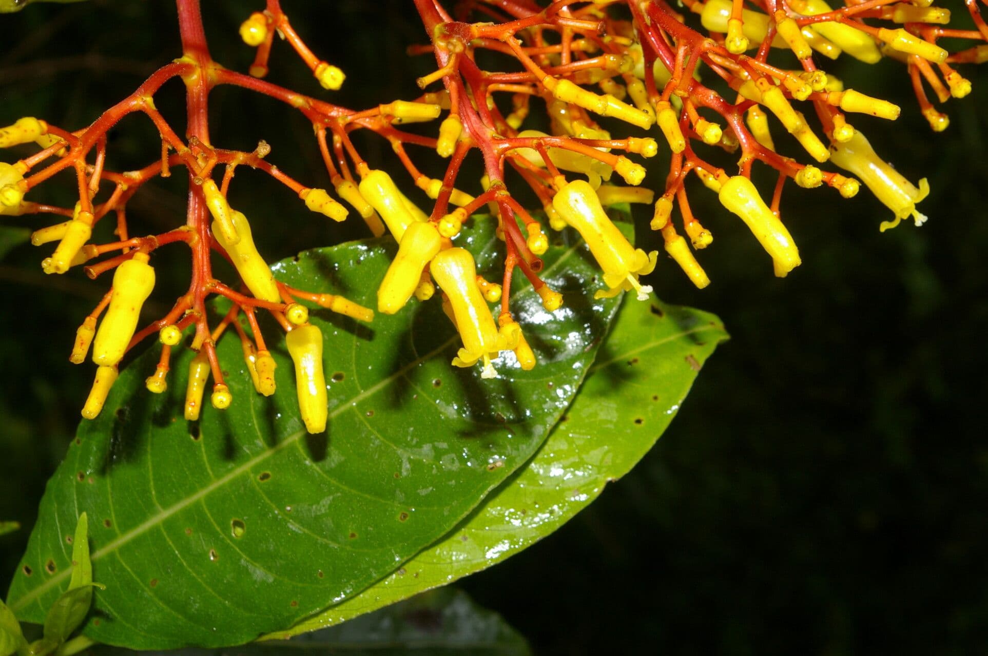 Palicourea padifolia 3
