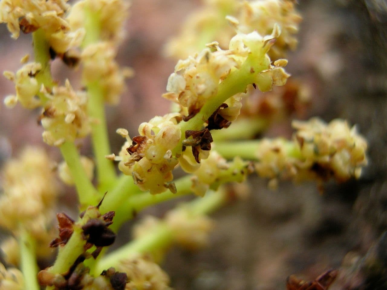 Polyscias Lecarda