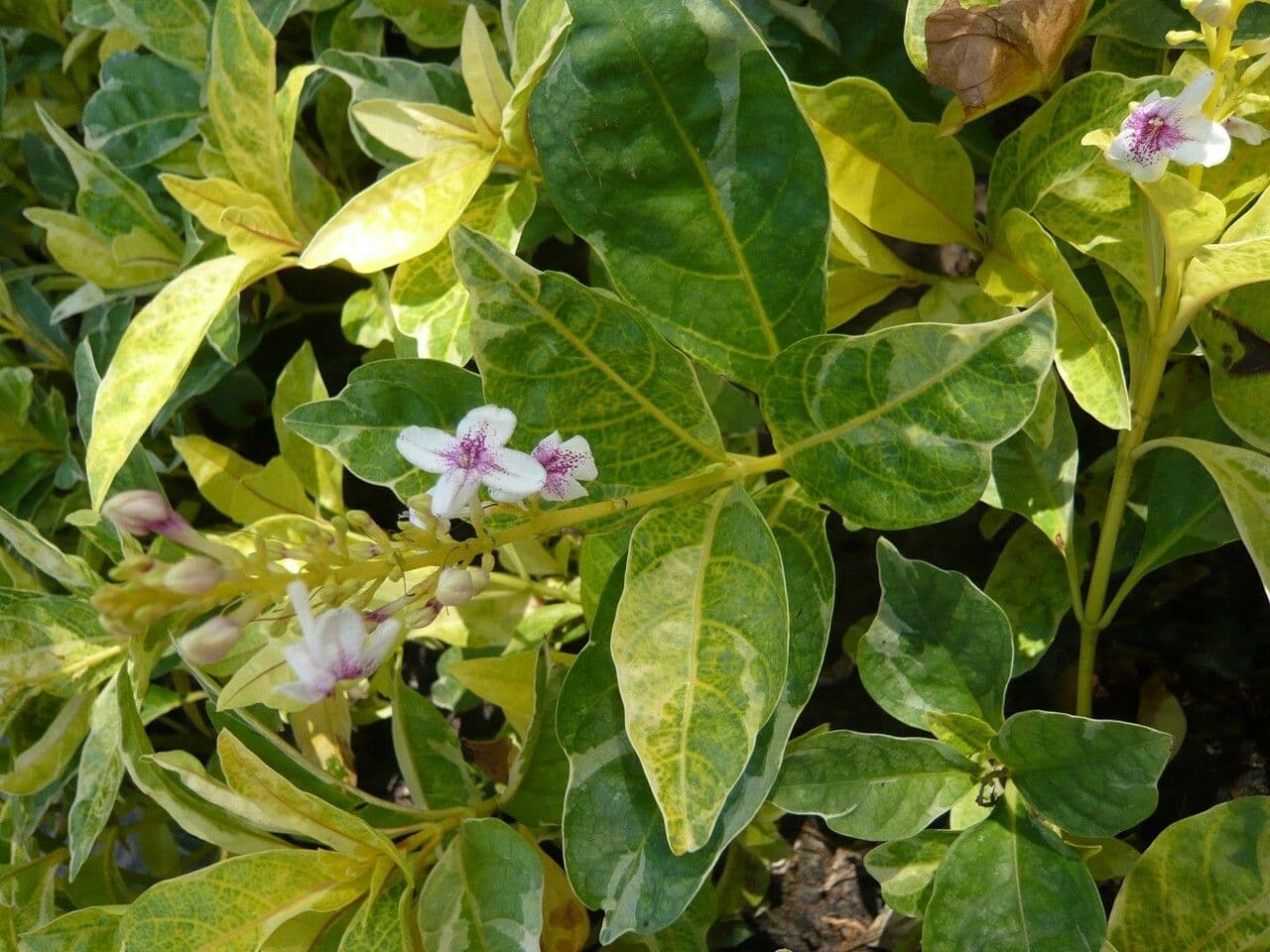 Pseuderanthemum 25
