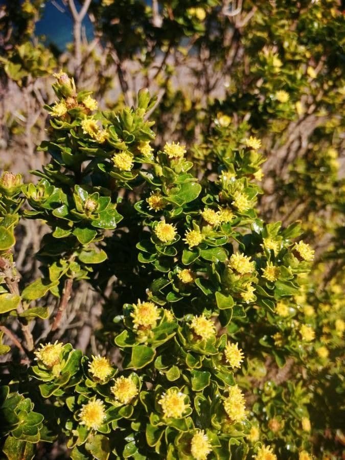 Baccharis