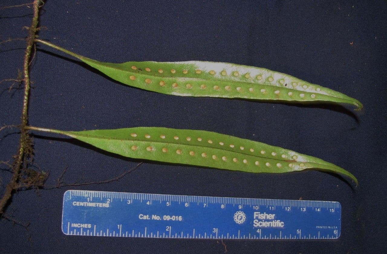 Microgramma percussa 3