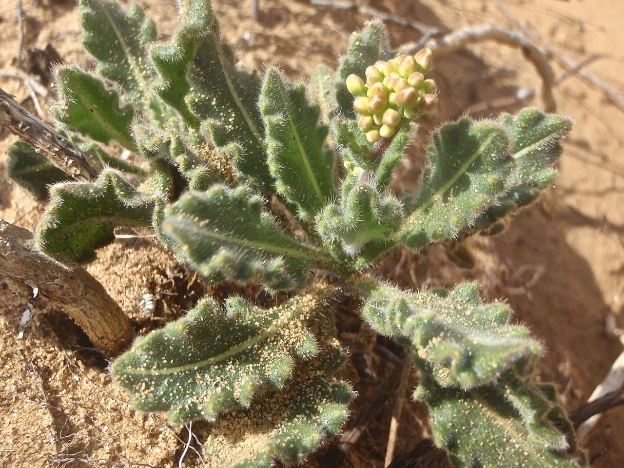 Biscutella valentina 13