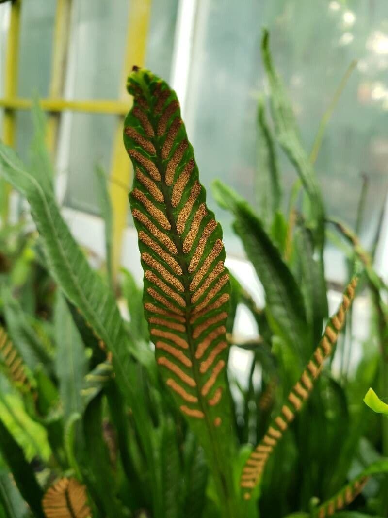 Leptochilus