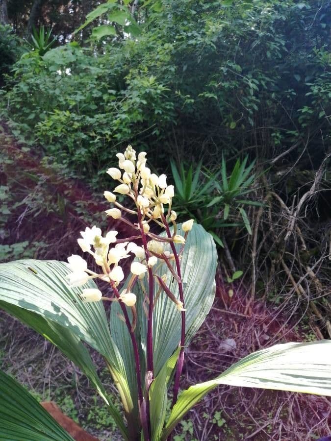 Calanthe 17