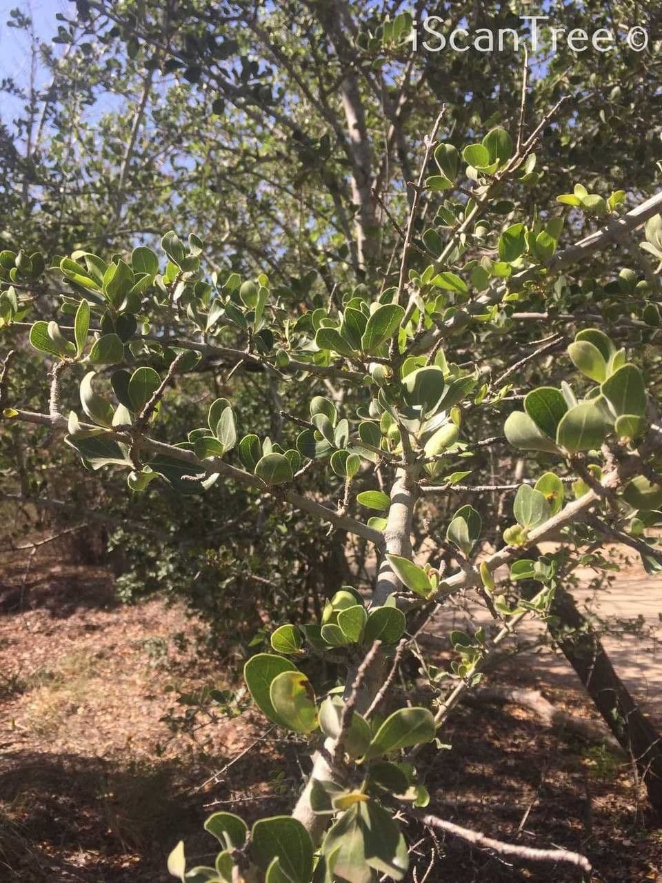 Brechnuss madagaskarische 8