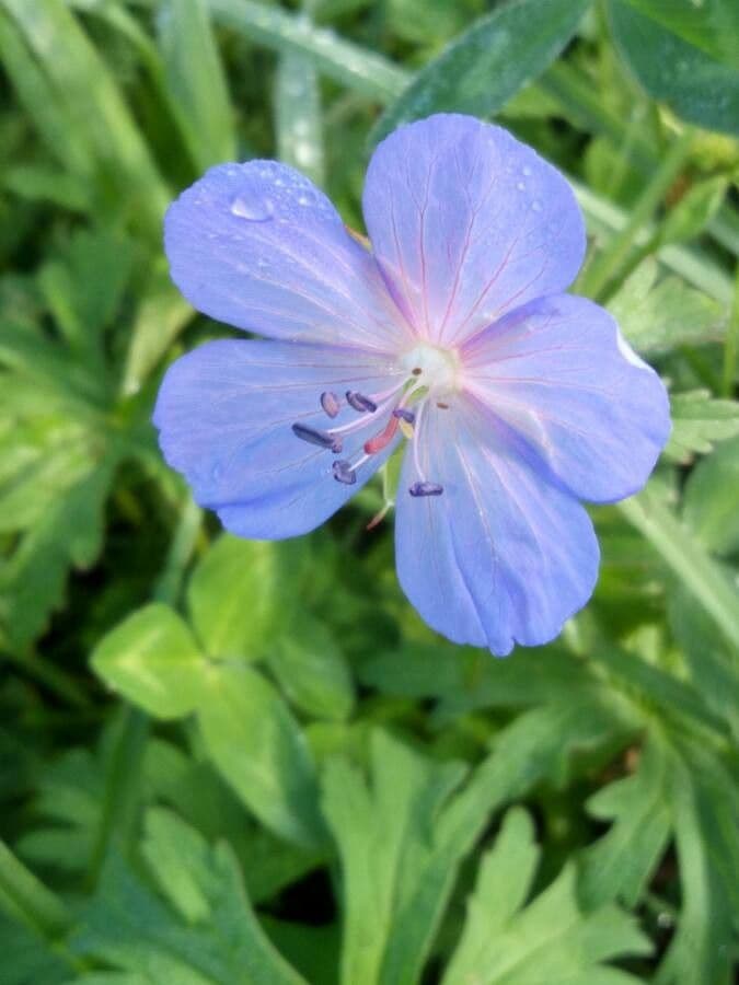 Géranium des prés 6
