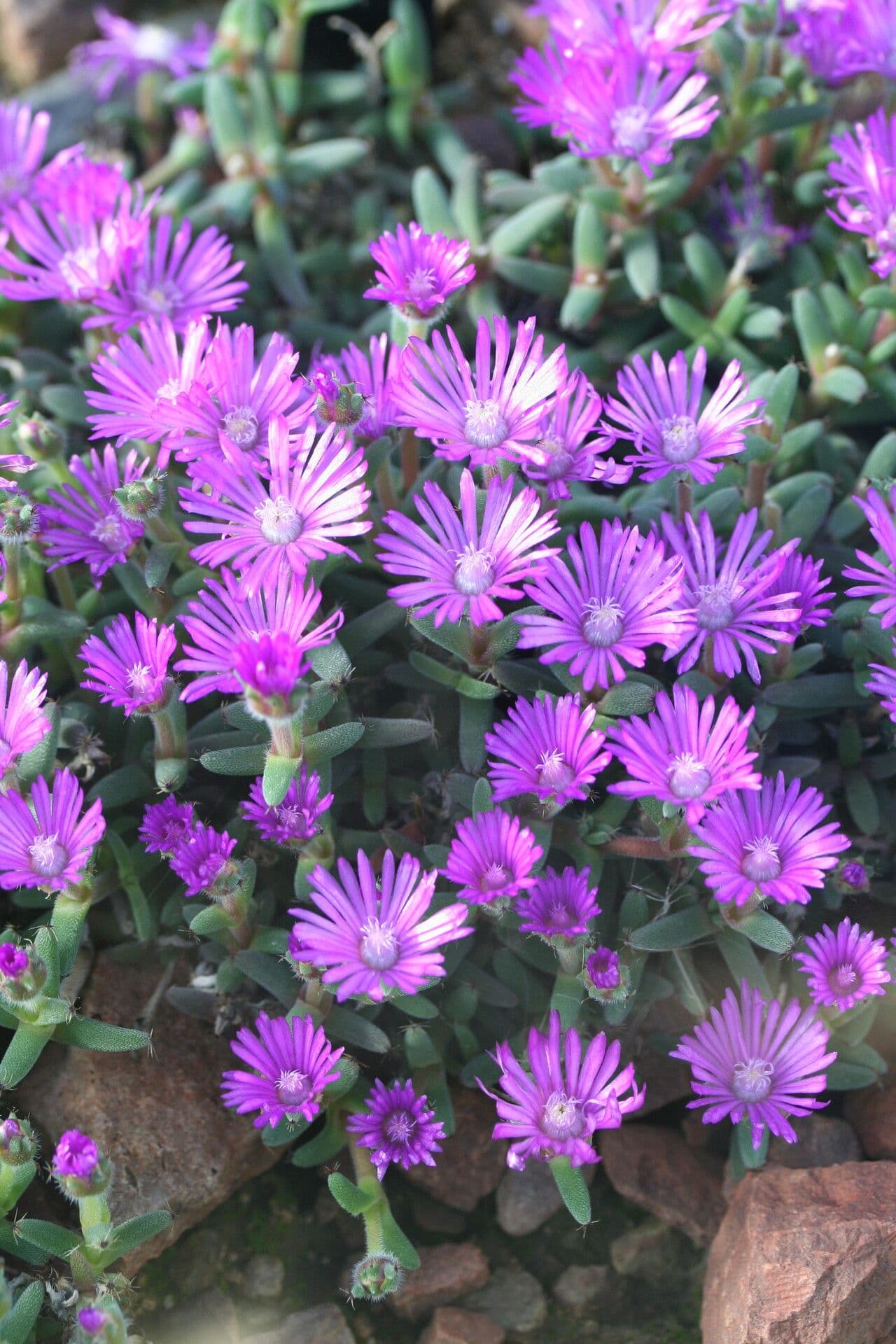 Trichodiadema