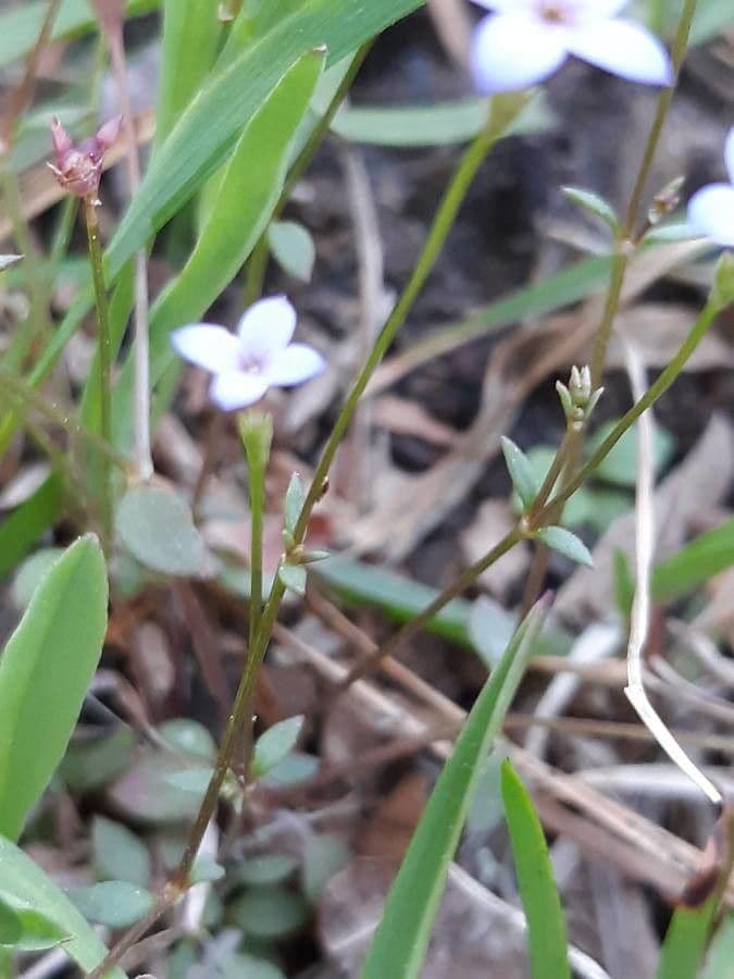 Houstonia minuta 15