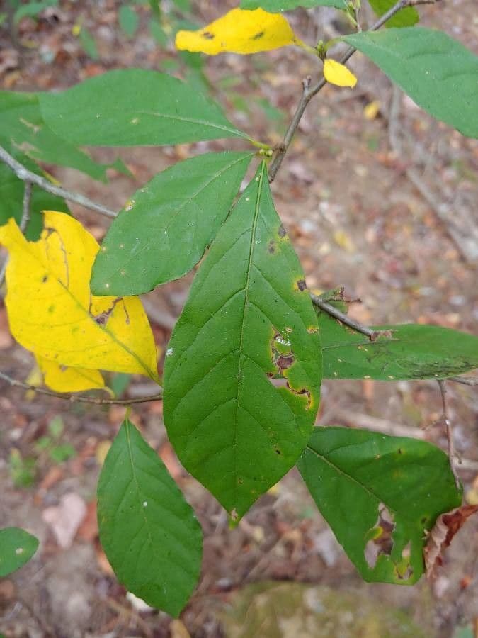 Lindera benzoin 18