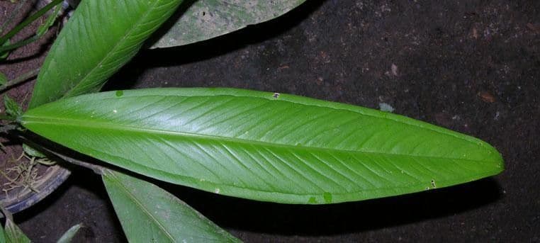 Anthurium lanceolato 4