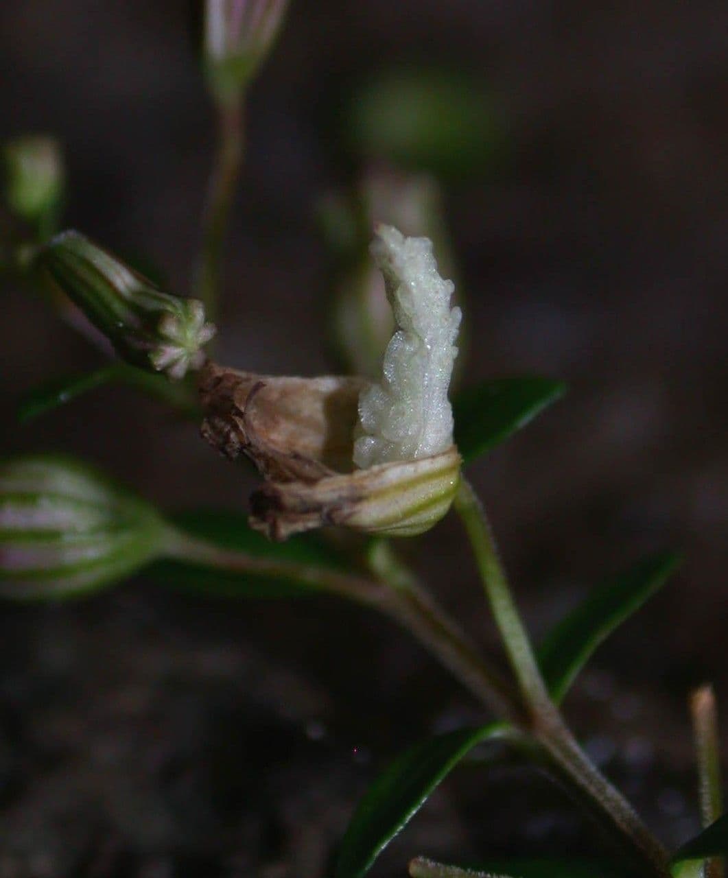 Cuphea utriculosa 4