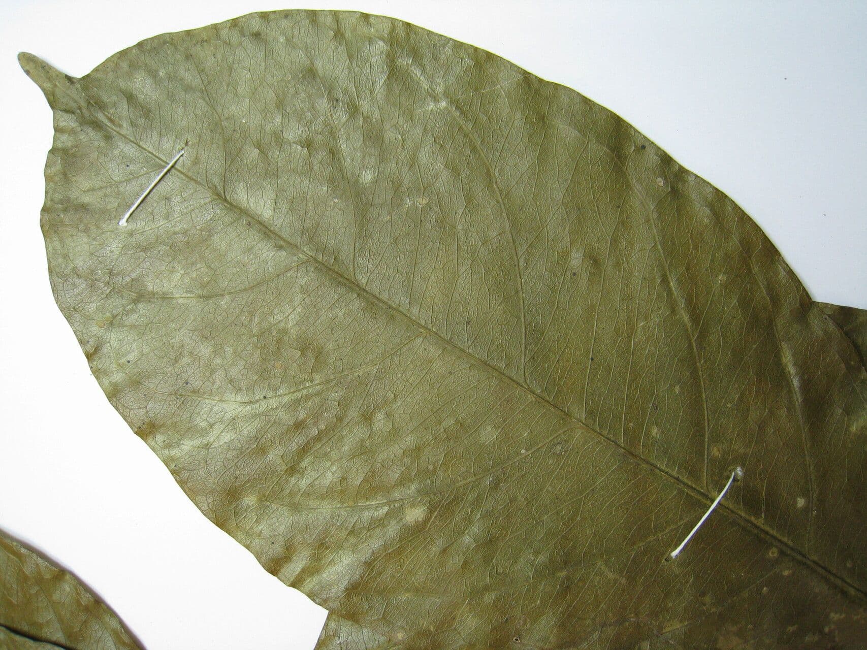 Tontelea 5
