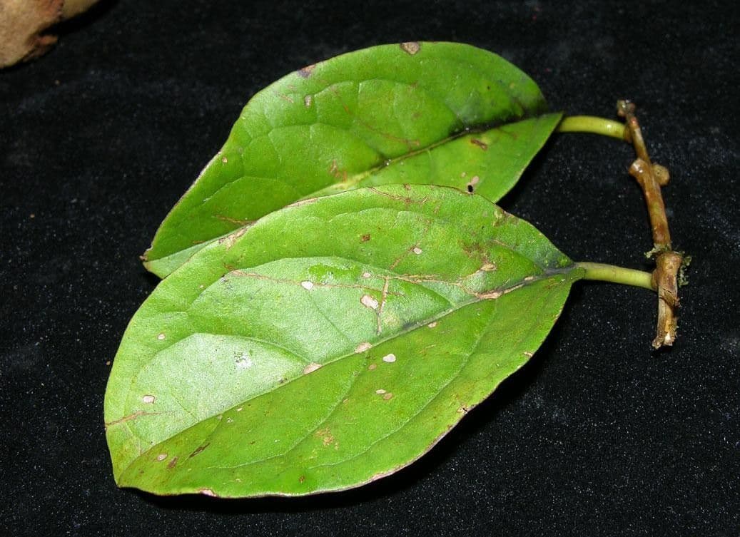 Aegiphila quararibea 9