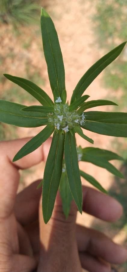Mitracarpus hirtus 3
