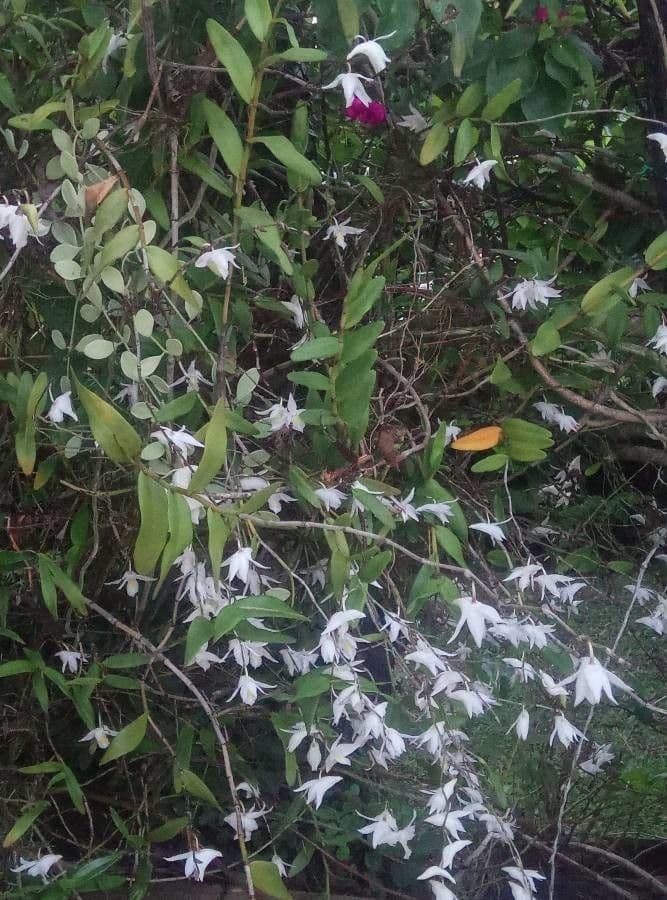 Orchidea colombina 22