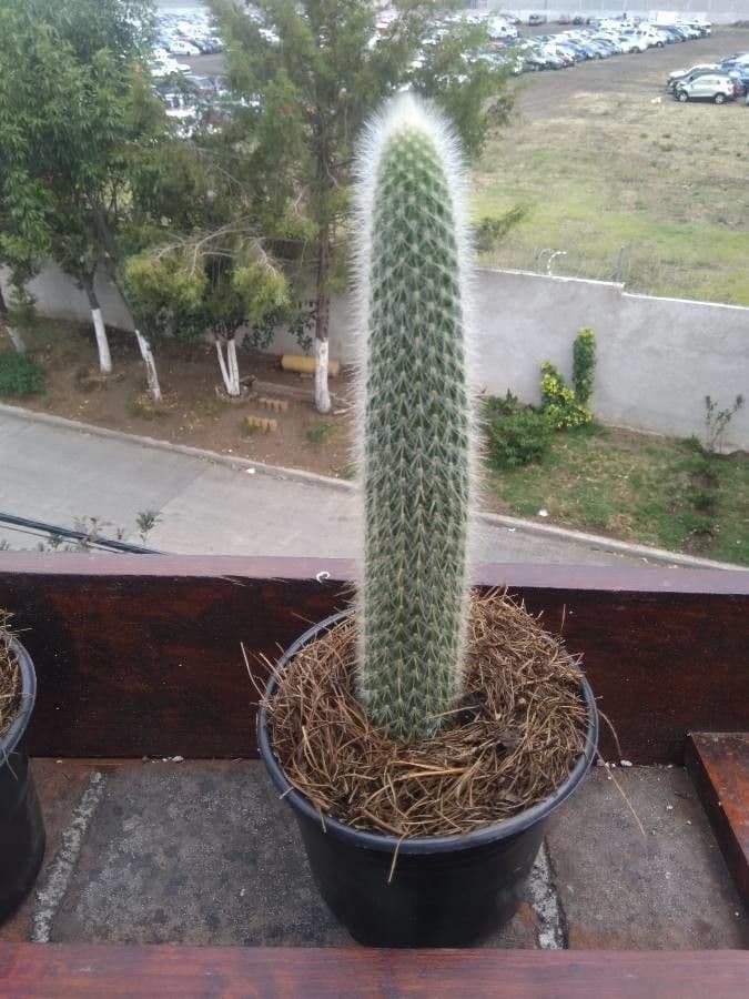 Cabega 4