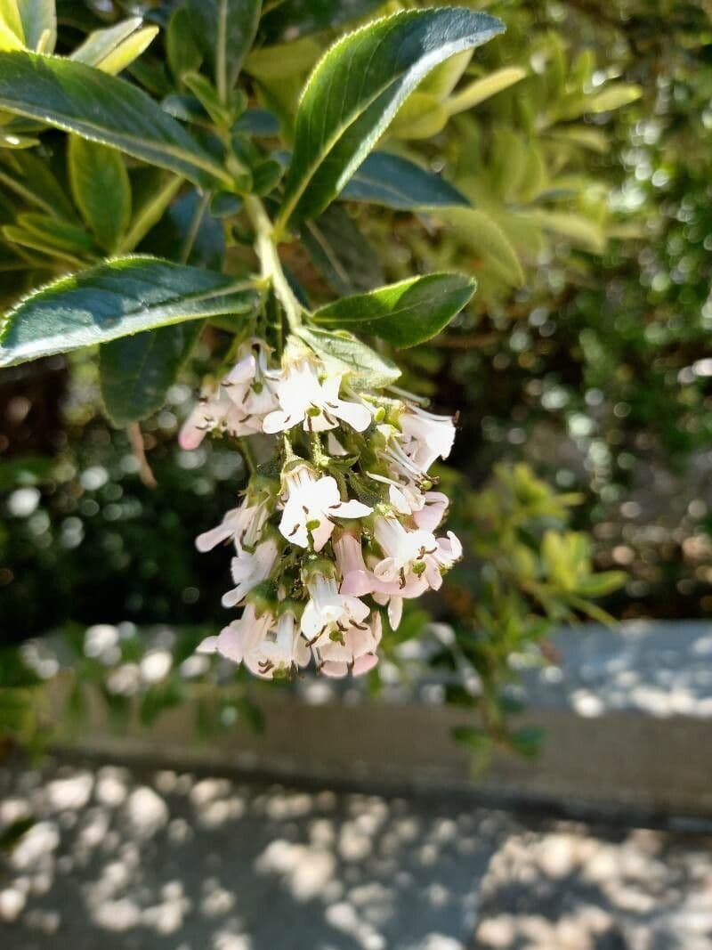 Escallonia