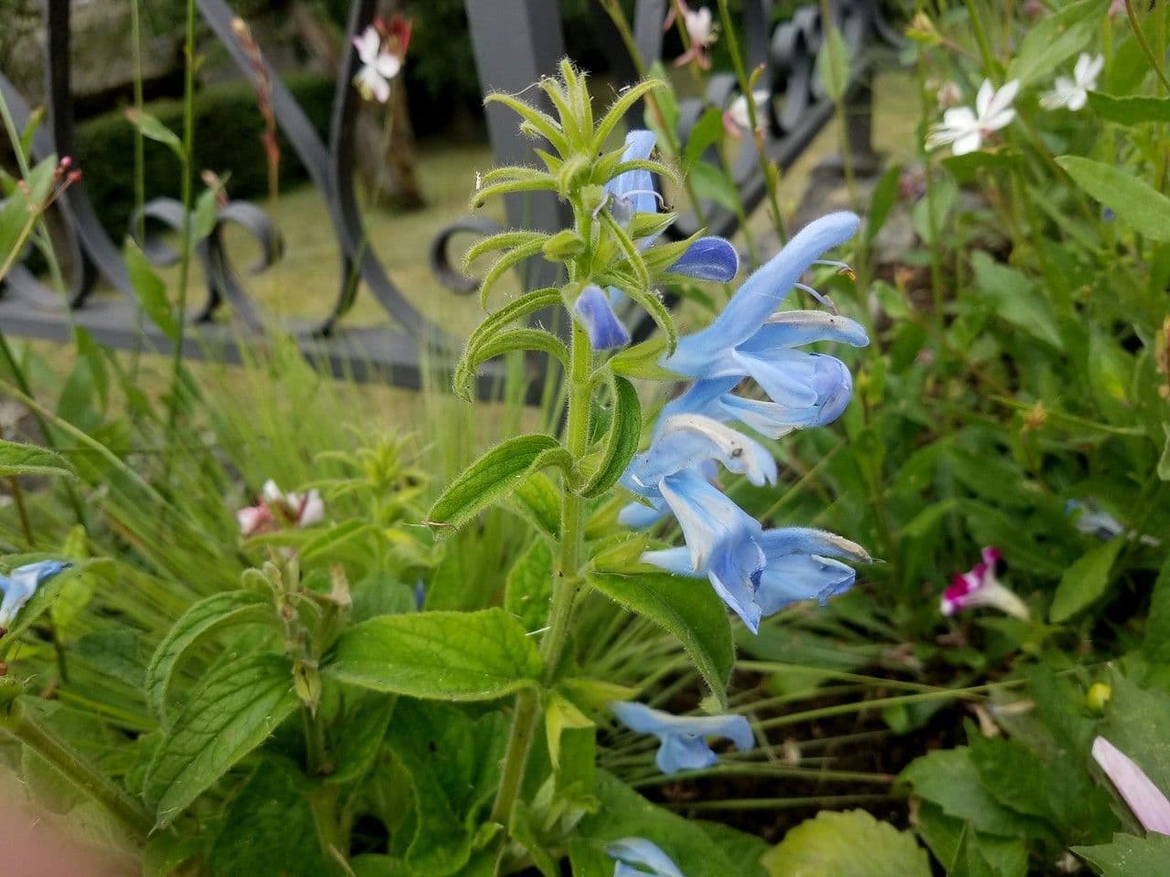 Salvia patens 5
