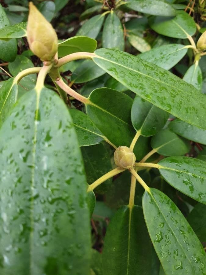 Rododendro massimo 6