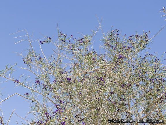 Psorothamnus schottii 13