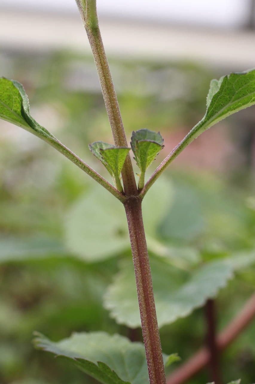 Bog sage 21