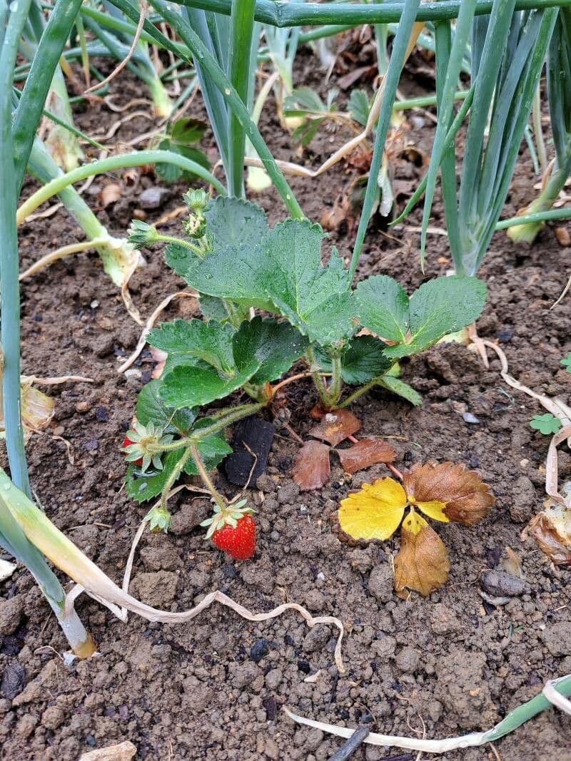 Fragola comune 15